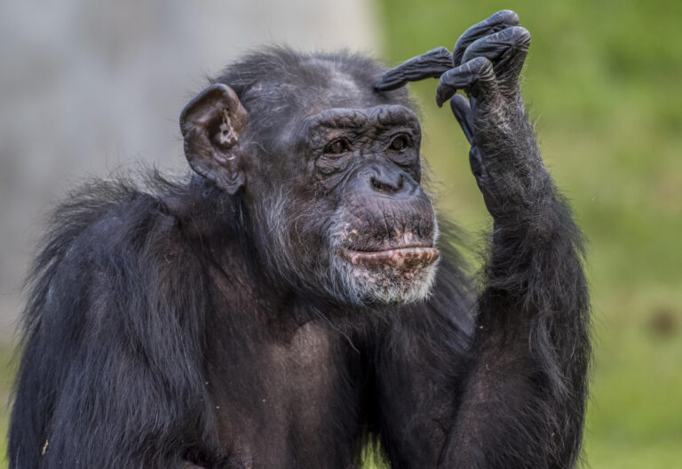 closeup shot chimpanzee making thinking posture
