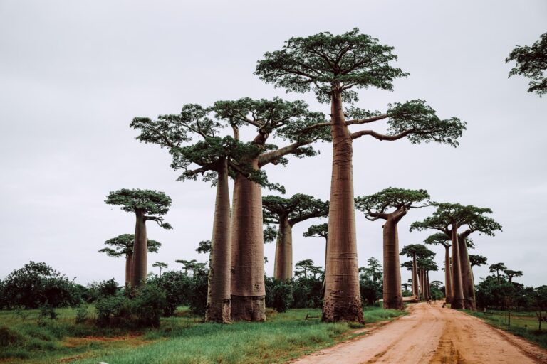 Baobab proprieta benefici